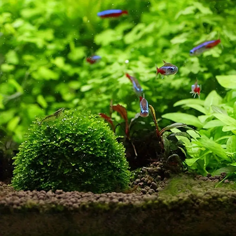 Plastic Aquarium Mos Bal Filte - Pet Supplies Fish recensie en prijs