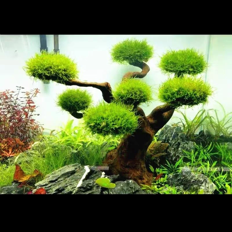 Aquarium Drijfhout Landschapsa - Pet Supplies Fish recensie en prijs