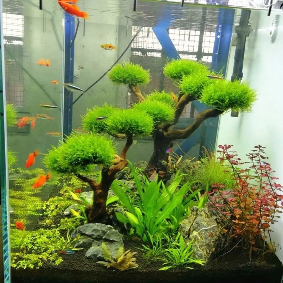 Aquarium Drijfhout Landschapsa - Pet Supplies Fish recensie en prijs